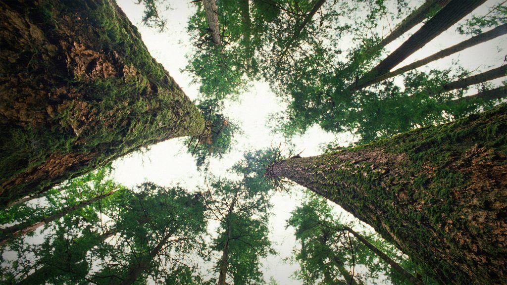 How to choose a proper tree